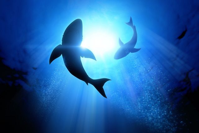 Avoid sharks circling your small business
